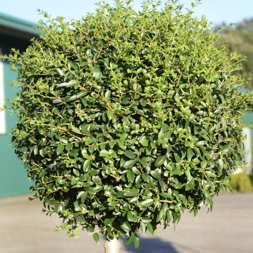 LIGUSTRUM